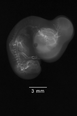 stage 29 chick embryo x-ray